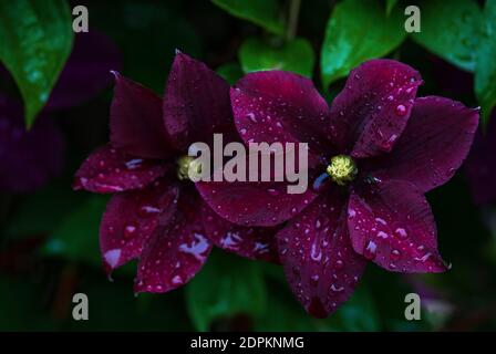 Clematis Warsaw Nike, dunkelviolette Blüten im Wasser Tropfen nach Regen im Sommergarten Stockfoto