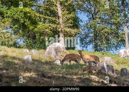 Weibliche Doe Tiere In Der Wiese - Hirsch Kalb Stockfoto