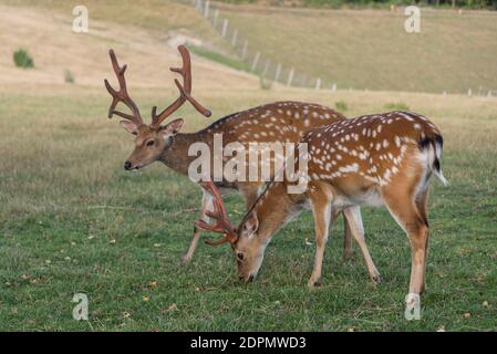 Zwei gepunktete Brachhirsch mit schönen Antlern - Nahaufnahme Stockfoto