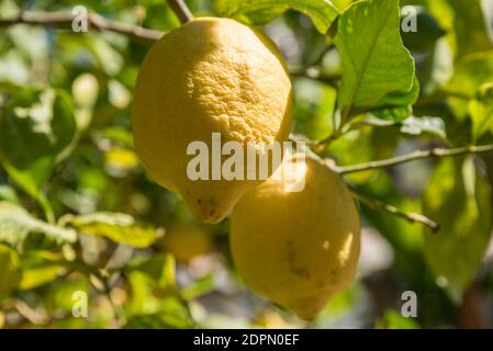 Tedrate Zitrone auf EINEM Baum, tropische Frucht große Zitrone Stockfoto