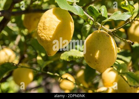 Große Zitronen-Zitronen Hängen Am Zitronenbaum Stockfoto