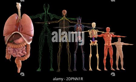 Menschliche Anatomie für medizinische Konzept 3D-Illustration Stockfoto