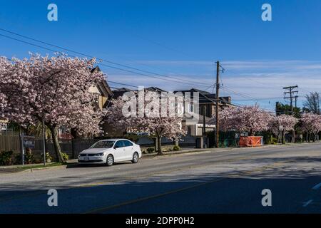 RICHMOND, KANADA - 05. APRIL 2020: Blick auf die Stadt im Frühling Kirschblütensaison Sonnentag blühende Schönheit am sonnigen Frühlingstag. Stockfoto