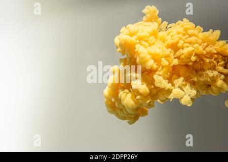 Gelb-orange Tropfen, der unter Wasser wirbelt. Wolke von Acrylfarbe in Wasser. Stockfoto