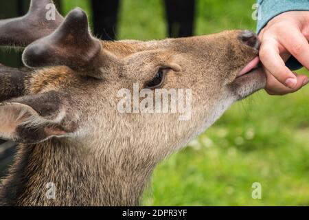 Die Frau streicheln niedlichen jungen Hirsch im Killarney Nationalpark, in der Nähe der Stadt Killarney, County Kerry, Irland Stockfoto