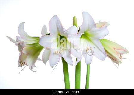 'Picotee' Hippeastrum, Amaryllis (Hippeastrum x hortorum) Stockfoto