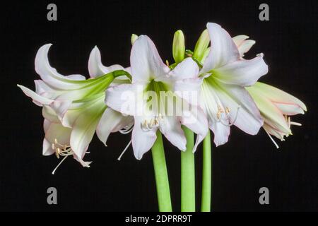 'Picotee' Hippeastrum, Amaryllis (Hippeastrum x hortorum) Stockfoto