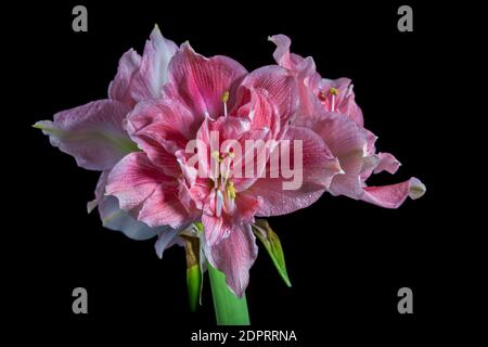 'Sweet Nymph' Hippeastrum, Amaryllis (Hippeastrum x hortorum) Stockfoto