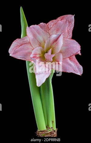 'Aphrodite' Hippeastrum, Amaryllis (Hippeastrum x hortorum) Stockfoto