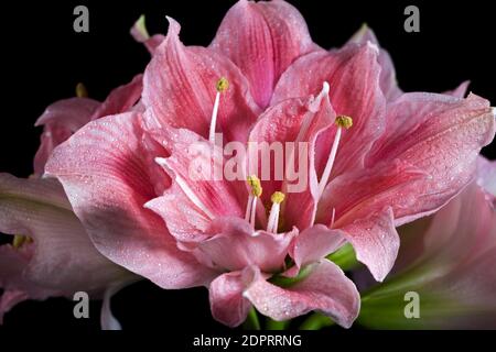 'Sweet Nymph' Hippeastrum, Amaryllis (Hippeastrum x hortorum) Stockfoto