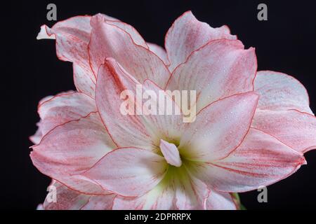 'Aphrodite' Hippeastrum, Amaryllis (Hippeastrum x hortorum) Stockfoto