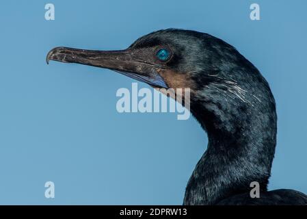 Nahaufnahme eines Brandt-Kormorans (Phalacrocorax penicillatus), einem Vogel aus dem Elkhorn Slough Reserve in Monterey County, Kalifornien. Stockfoto