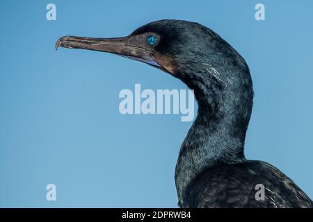 Nahaufnahme eines Brandt-Kormorans (Phalacrocorax penicillatus), einem Vogel aus dem Elkhorn Slough Reserve in Monterey County, Kalifornien. Stockfoto