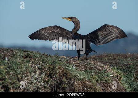 Doppelkammkormoran (Phalacrocorax auritus) mit offenen Flügeln trocknet sich nach der Jagd nach Fischen in der Mündung bei elkhorn slough, CA. Stockfoto