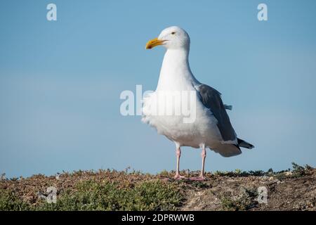 Eine Westmöwe (Larus occidentalis), eine der häufigsten Seevögel der Pazifikküste Nordamerikas. Diese Person kommt aus Monterey Bay, CA. Stockfoto