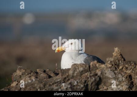 Eine Westmöwe (Larus occidentalis), eine der häufigsten Seevögel der Pazifikküste Nordamerikas. Diese Person kommt aus Monterey Bay, CA. Stockfoto