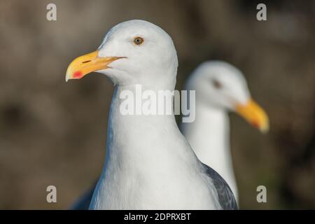 Ein Paar Westmöwen (Larus occidentalis), ein Nahaufnahme-Porträt des ersten Vogels im Vordergrund mit dem Hintergrund-Vogel, der über seine Schulter schaut. Stockfoto