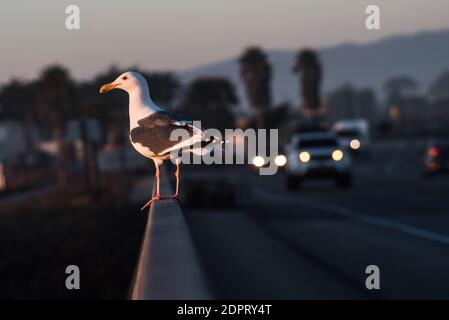 Eine Möwe (Larus occidentalis) steht am späten Abend auf einer Schiene in der Nähe einer verkehrsreichen Straße mit Autoverkehr an der Westküste. Stockfoto