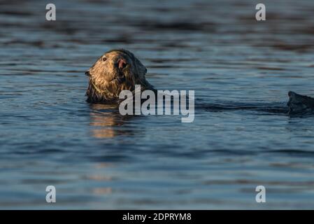 Ein Seeotter (Enhyda lutris), ein Meeressäuger, schwimmt durch die Mündung des elkhorn slough Gezeitensalzsumpfes in Monterey County, Kalifornien. Stockfoto