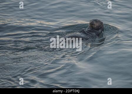 Ein Seeotter (Enhyda lutris) schwimmt in den Mündungsgewässern in Elkhorn slough in Monterey County, Kalifornien. Stockfoto