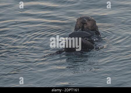 Ein Seeotter (Enhyda lutris) schwimmt in den Mündungsgewässern in Elkhorn slough in Monterey County, Kalifornien. Stockfoto