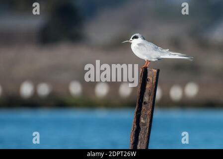 Forster-Seeschwalbe (Sterna forsteri) eine Vogelart, die oft in Sümpfen gefunden wird und im Elkhorn slough Wildreservat bei Moss Landing, Kalifornien, steht. Stockfoto