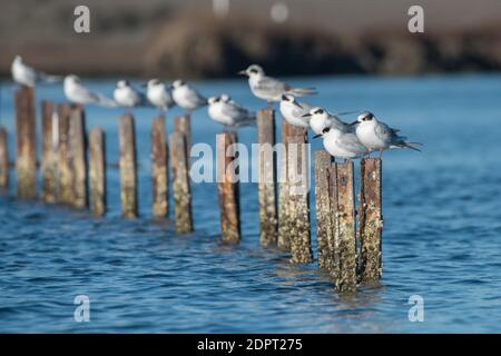 Forster's terns (Sterna forsteri) thront in einem Salzmarsch im Moss Landing State Wildlife Area an der pazifikküste in Kalifornien. Stockfoto