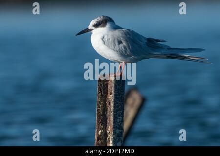 Forster-Seeschwalbe (Sterna forsteri) eine Vogelart, die oft in Sümpfen gefunden wird und im Elkhorn slough Wildreservat bei Moss Landing, Kalifornien, steht. Stockfoto