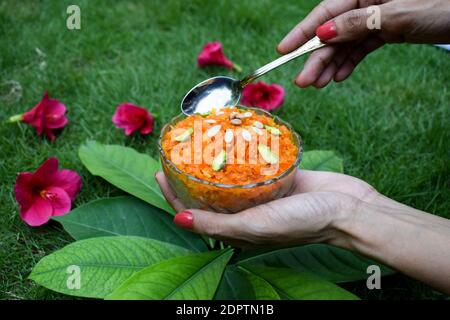 Hausgemachte köstliche Gajar ka halwa Rezept in Schüssel mit Löffel serviert. Frau Dame Mädchen Hand hält süße Gericht Artikel Essen servieren. Grüner Hintergrund Stockfoto