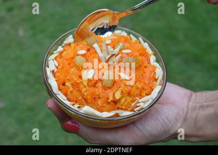 Nahaufnahme der indischen süßen Gericht Karotten Pudding oder Gajar ka halwa verziert mit trockenen Früchten gehackten Mandeln, Cashewnüsse, Rosinen, serviert in Bug Stockfoto