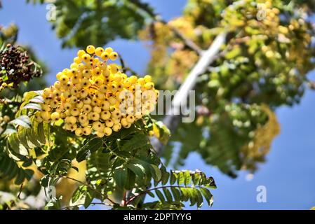Herbst Ernte Hintergrund in ungewöhnlichen Farben mit Kopierraum. Schöne herbstliche gelbe Beeren von Sorbus vilmorinii Rowan Baum in Dundrum, Dublin, IR Stockfoto
