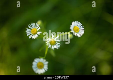 Nahaufnahme von Gänseblümchen auf natürlichem unscharfen Hintergrund. Saisonales Naturkonzept. Schöne Sommerwiese Hintergrund. Inspirierende Natur aus der Nähe. Stockfoto