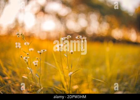 Nahaufnahme von Gänseblümchen auf natürlichem unscharfen Hintergrund. Saisonales Naturkonzept. Schöne Sommerwiese Hintergrund. Inspirierende Natur aus der Nähe. Stockfoto