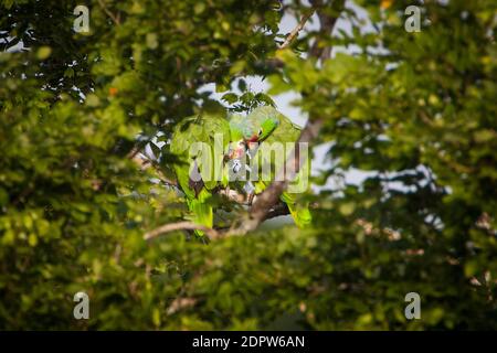 Ein Paar Rote Papageien, Amazona autumnalis, im Regenwald des Soberania Nationalparks, Provinz Colon, Republik Panama. Stockfoto