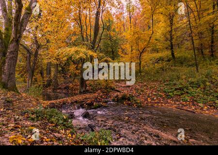 Herbst Bachlandschaft. Bunte Bäume und schönen Wasserfall in tief. Fluss im Herbstwald, bunter Herbst Naturblick. Friedliche Waldblätter Stockfoto