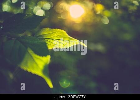 Schöner natürlicher grüner Hintergrund mit selektivem Fokus. Grünes Blatt, Sonnenlicht, Sonnenstrahlen, Sonnenuntergangslicht auf verschwommene Gartenpark grüne Landschaft Stockfoto