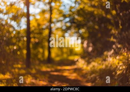 Abstraktes Foto von Lichtstrahlen Bäume und Sonnenuntergang Bokeh Lichter. Traum Natur Landschaft, Herbst Natur. Herbst Bokeh in Wald Natur Stockfoto