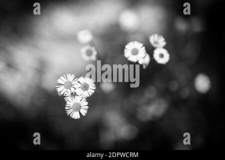 Sommerfeld blüht im Morgenlicht. Makroansicht von Gänseblümchen Blumen und Bokeh Wald Natur. Schwarz-Weiß-Prozess, künstlerische Natur Nahaufnahme dramatisch Stockfoto