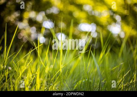 Abstrakte Graswiese aus tiefer Sicht mit künstlerisch verschwommener Waldfeldlandschaft. Nahaufnahme Natur, grüner Frischeblick unter Sonnenlicht, Traum Stockfoto