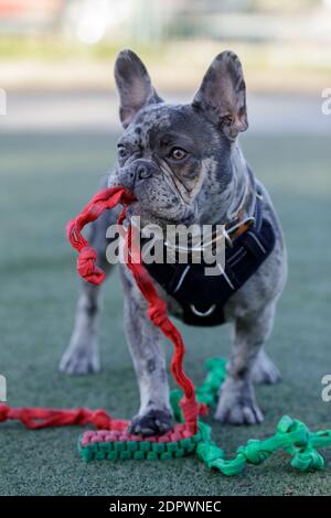 8-Monate-Old Blue Merle Rüde Puppy Französisch Bulldogge mit seinem Knoten Seil Spielzeug. Stockfoto