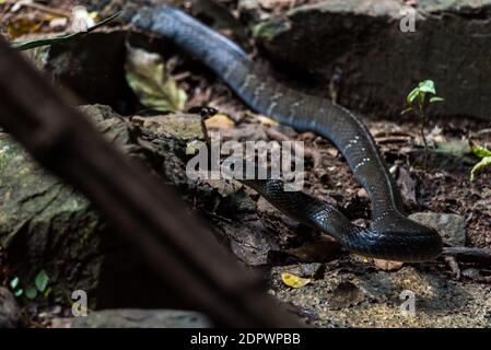 Indochinesische Rattenschlange (Ptyas korros) Trinkwasser Thailand Stockfoto