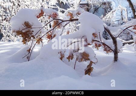 Folgen von gefrierendem Regen. Schönes Eiswunder. Nach einem eisigen Regen sind alle Äste mit Eis bedeckt und der Baum kann dem Gewicht nicht standhalten Stockfoto