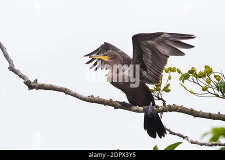 Neotropic Cormorant, Phalacrocorax brasilianus, in einem Baum am See von Gatun Lake, Colon Provinz, Republik Panama. Stockfoto