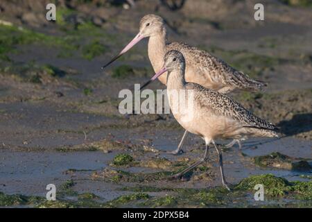 Ein Paar marmorierte Godwit (Limosa fedoa) wandern am Rande des elkhorn slough in Kalifornien auf der Suche nach kleinen Wirbellosen, um sich zu ernähren. Stockfoto