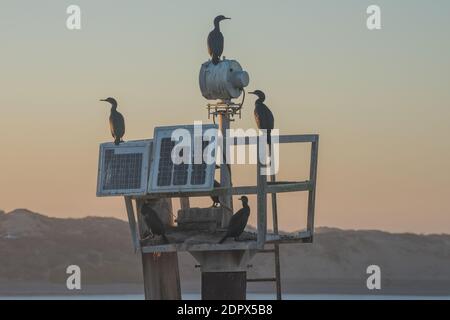 Brandts Kormorane barschen auf einer Art Turm in einem Hafen. Stockfoto