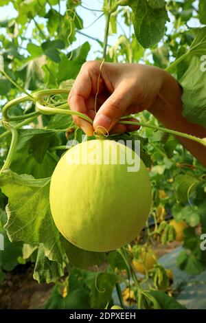 Hand trägt eine unreife Cantaloupe Melon Obst wächst auf der Weinstock Stockfoto