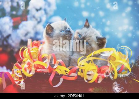 Zwei niedliche kleine Kätzchen mit Weihnachtsschmuck. In Lametta gehüllte Kätzchen sitzen in einem Korb neben dem Weihnachtsbaum Stockfoto