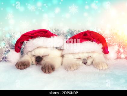 Zwei kleine Kätzchen tragen weihnachtsmütze schlafen auf der weichen Decke Stockfoto