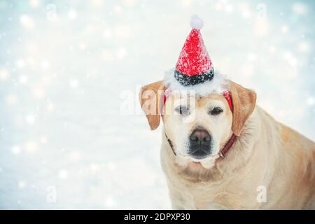 Gelb labrador Retriever Hund trägt Santa Hut sitzt im Freien in Schneebedeckter Winter Stockfoto