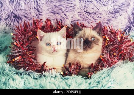 Zwei niedliche kleine Kätzchen mit Weihnachtsschmuck. Kätzchen in Lametta gewickelt sitzen auf einer weichen Decke Stockfoto